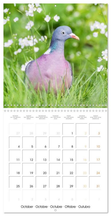 Produktbild: Doves: Gentle Beauty (Wall Calendar 2027 12 &times; 12 Inch) CALVENDO 12 Month Wall Calendar