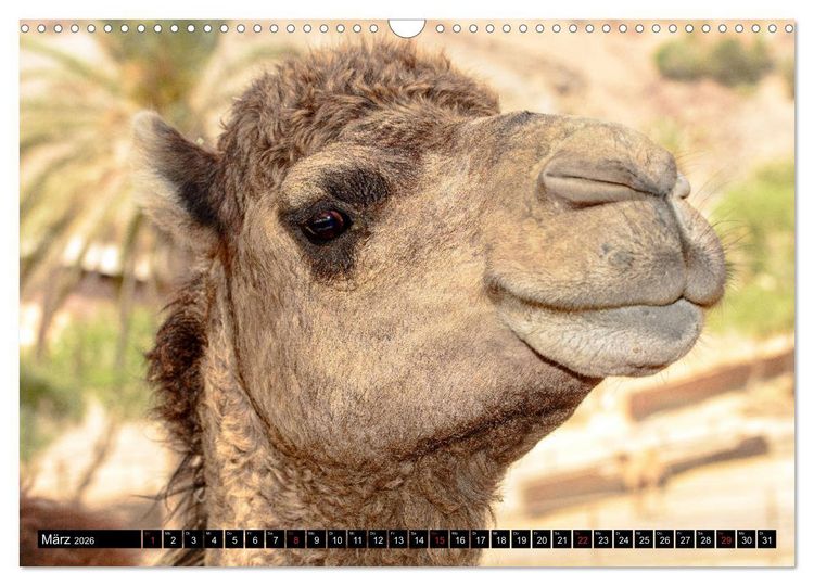 Produktbild: Fuerteventura - Hart am Wind (Wandkalender 2026 DIN A3 quer), CALVENDO Monatskalender