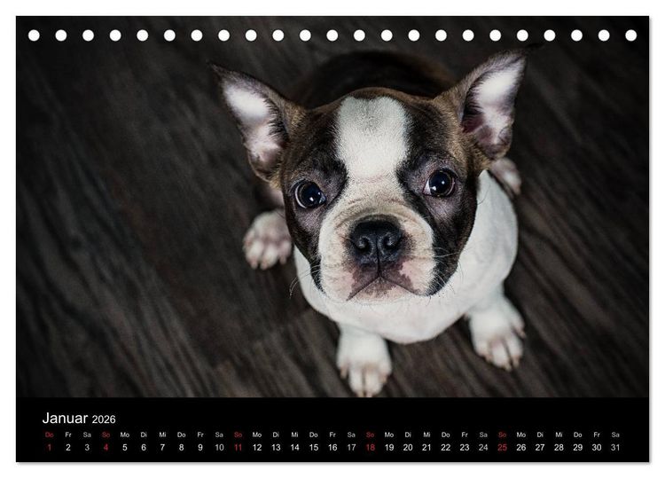 Produktbild: Colored Boston Terrier 2026 (Tischkalender 2026 DIN A5 quer), CALVENDO Monatskalender
