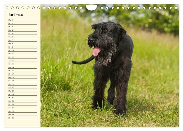 Produktbild: Treuer Freund Riesenschnauzer (Wandkalender 2026 DIN A4 quer), CALVENDO Monatskalender