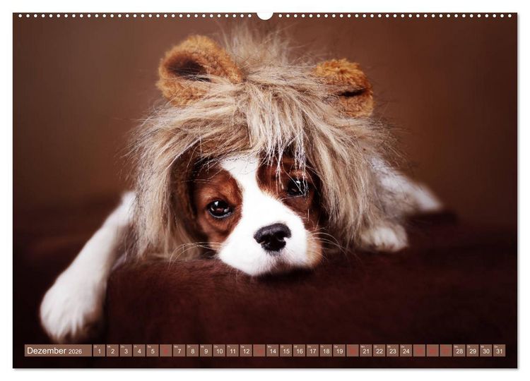 Produktbild: Der Welpenkalender - Cavalier King Charles Spaniel (hochwertiger Premium Wandkalender 2026 DIN A2 quer), Kunstdruck in Hochglanz