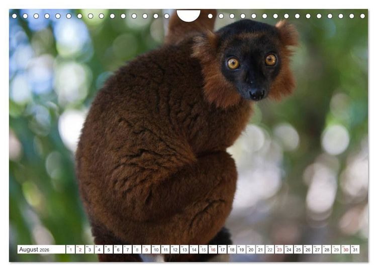 Produktbild: Madagaskar. Traumhafte Natur und Tierwelt (Wandkalender 2026 DIN A4 quer), CALVENDO Monatskalender