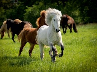 Produktbild: CALVENDO Puzzle Ein Motiv aus dem Kalender Isl&auml;nder - icelandic horses 1000 Teile Puzzle quer | 1000 Teile Lege-Gr&ouml;&szlig;e 64 &times; 48 cm Foto-Puzzle f&uuml;r gl&uuml;ckliche Stunden