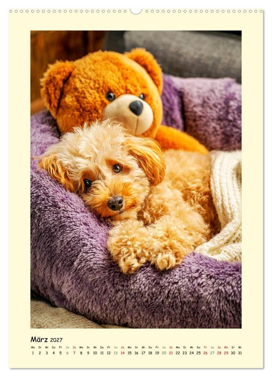 Produktbild: Pudelzauber. Flauschige Hunde f&uuml;r Herz und Seele (Wandkalender 2027 DIN A2 hoch), CALVENDO Monatskalender