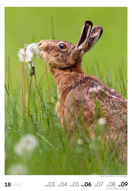 Produktbild: Natur Wochenkalender 2027