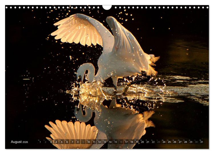 Produktbild: V&Ouml;GEL (Wandkalender 2026 DIN A3 quer), CALVENDO Monatskalender