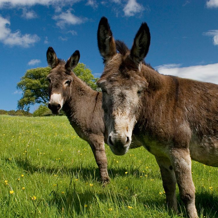 Produktbild: Esel / Donkeys 2027