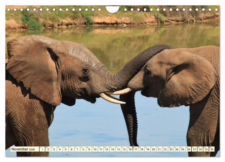 Produktbild: Wildes Leben in Botswana (Wandkalender 2026 DIN A4 quer), CALVENDO Monatskalender