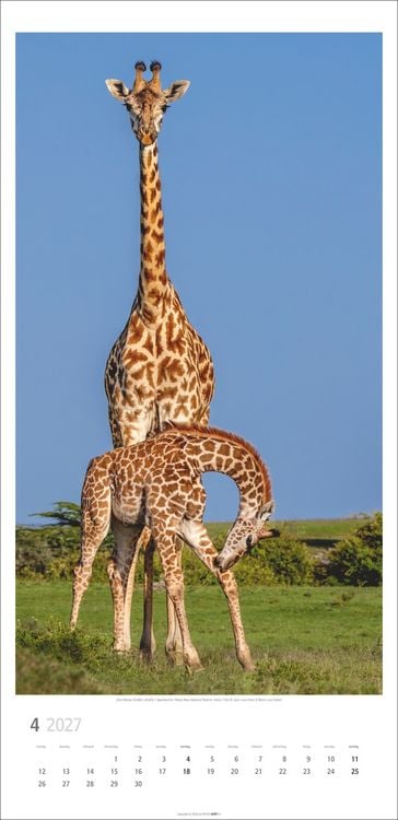 Produktbild: Giraffen Kalender 2027