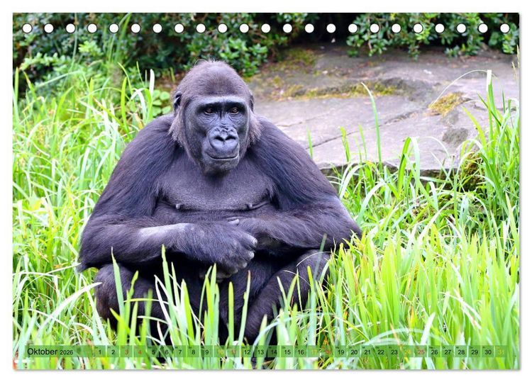 Produktbild: Flachlandgorillas in Apenheul (Tischkalender 2026 DIN A5 quer), CALVENDO Monatskalender