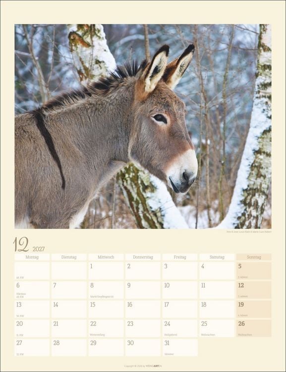 Produktbild: Esel Kalender 2027