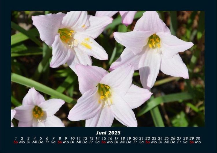 Produktbild: Blumentraum 2025 Fotokalender DIN A4
