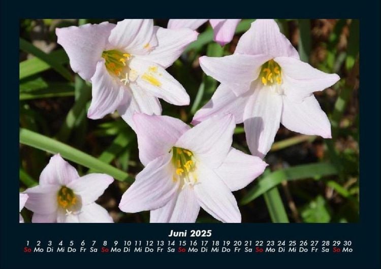 Produktbild: Blumentraum 2025 Fotokalender DIN A4