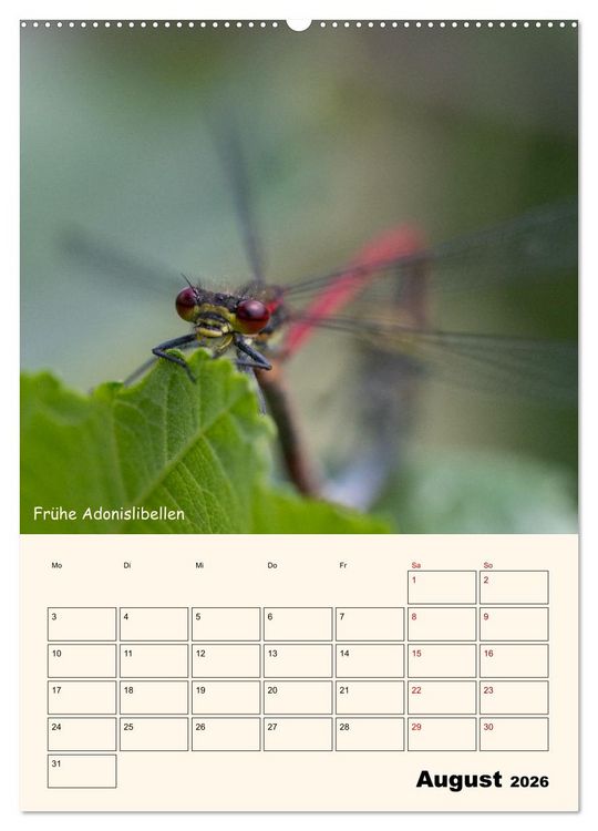 Produktbild: Libellen - Flugk&uuml;nstler in Bayern (Wandkalender 2026 DIN A2 hoch), CALVENDO Monatskalender