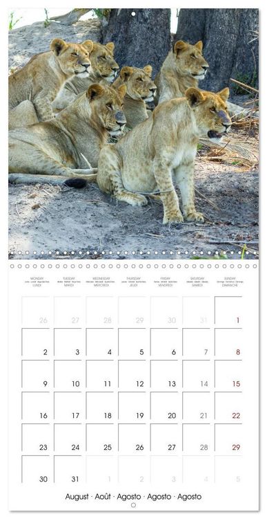 Produktbild: CATS OF AFRICA (Wall Calendar 2027 12 &times; 12 Inch) CALVENDO 12 Month Wall Calendar