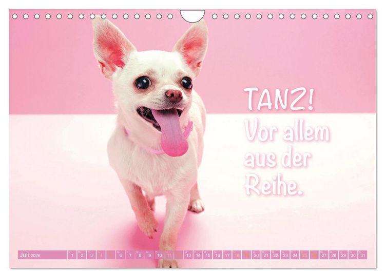 Produktbild: Chihuahua: Kleine Hunde, aber oho (Wandkalender 2026 DIN A4 quer), CALVENDO Monatskalender