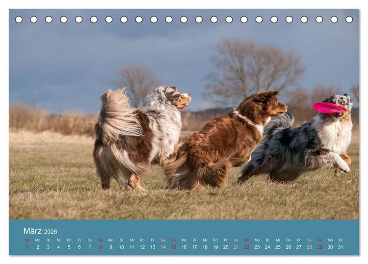 Produktbild: Mit Aussies unterwegs - Die bunte Welt der Australian Shepherds (Tischkalender 2026 DIN A5 quer), CALVENDO Monatskalender