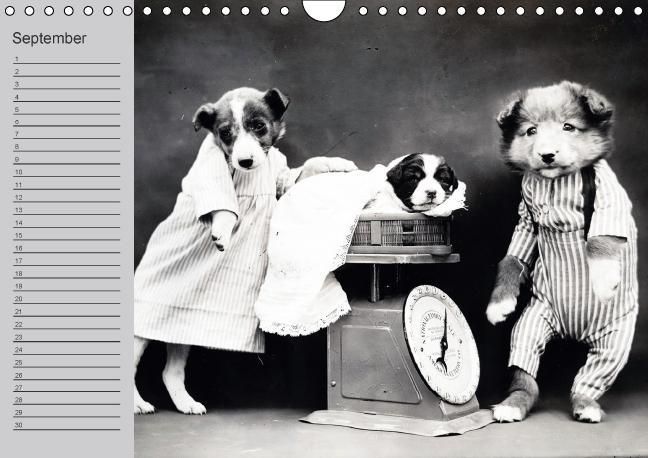 Produktbild: Katzen und Hunde - Nostalgie auf Pfoten (Wandkalender immerw&auml;hrend DIN A4 quer)