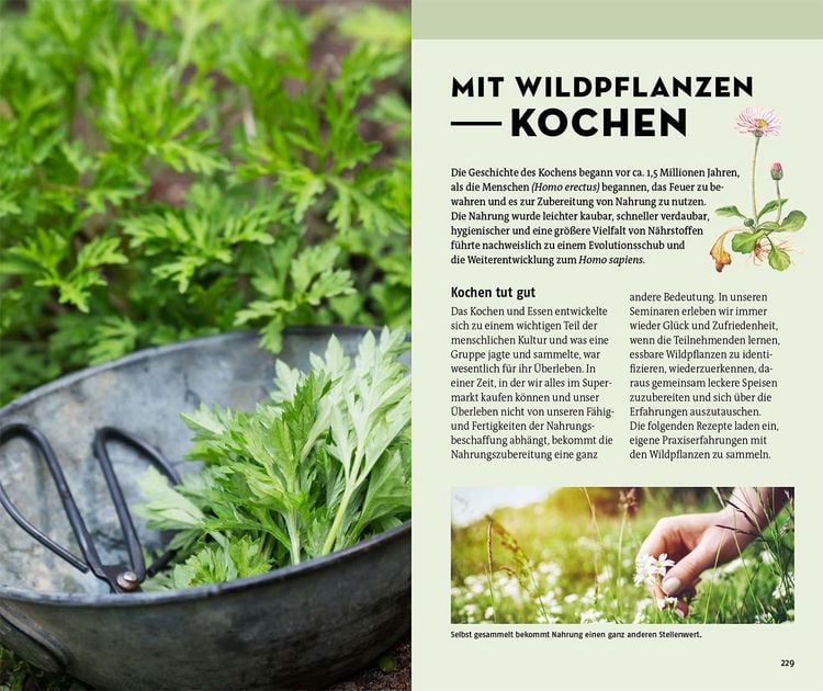 Produktbild: Welche essbare Wildpflanze ist das?