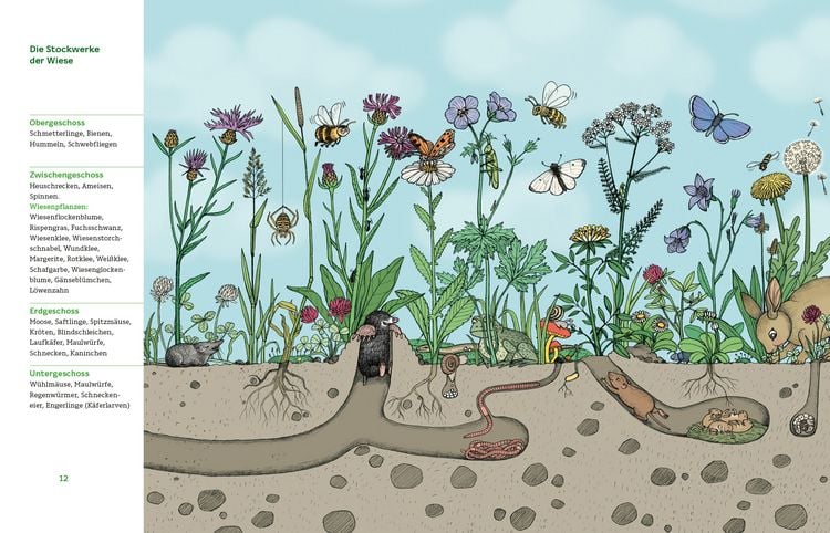 Produktbild: Meine Wiese. - Entdecke eine wunderbare Welt