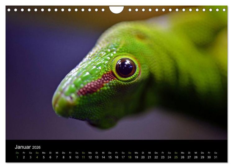 Produktbild: Reptilien (Wandkalender 2026 DIN A4 quer), CALVENDO Monatskalender