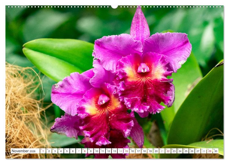 Produktbild: Orchidaceae - Orchideen (Wandkalender 2026 DIN A2 quer), CALVENDO Monatskalender