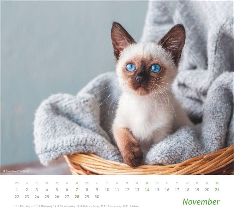 Produktbild: times&more Katzen Bildkalender 2027