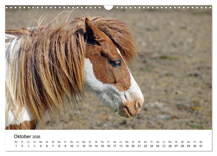Produktbild: Die Pferde Islands - Ein Streifzug durch Island (Wandkalender 2026 DIN A3 quer), CALVENDO Monatskalender