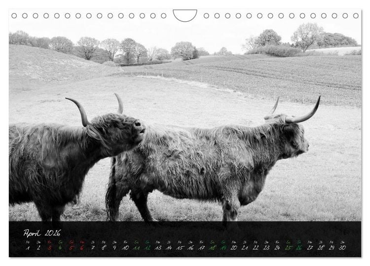 Produktbild: Highland Cattle vom Nordlicht - Faszination Hochland Rind (Wandkalender 2026 DIN A4 quer), CALVENDO Monatskalender