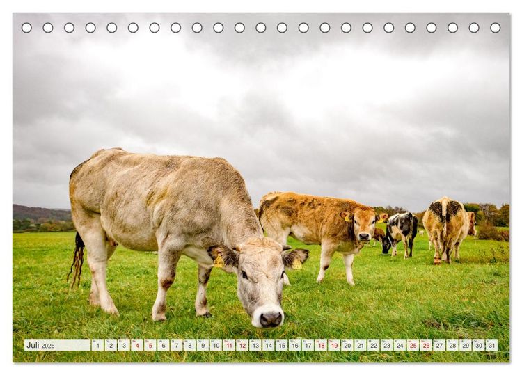 Produktbild: Nationalpark Eifel - Sch&ouml;ne Tage im Gr&uuml;nen (Tischkalender 2026 DIN A5 quer), CALVENDO Monatskalender