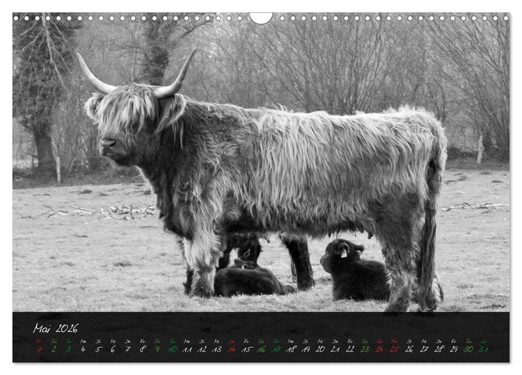 Produktbild: Highland Cattle vom Nordlicht - Faszination Hochland Rind (Wandkalender 2026 DIN A3 quer), CALVENDO Monatskalender