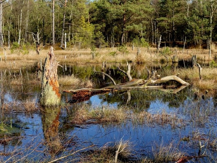 Produktbild: CALVENDO Puzzle Abgestorbene Baumst&uuml;mpfe im Moorsee im Pietzmoor Schneverdingen | 1000 Teile Lege-Gr&ouml;&szlig;e 64x48cm Foto-Puzzle f&uuml;r gl&uuml;ckliche Stunden