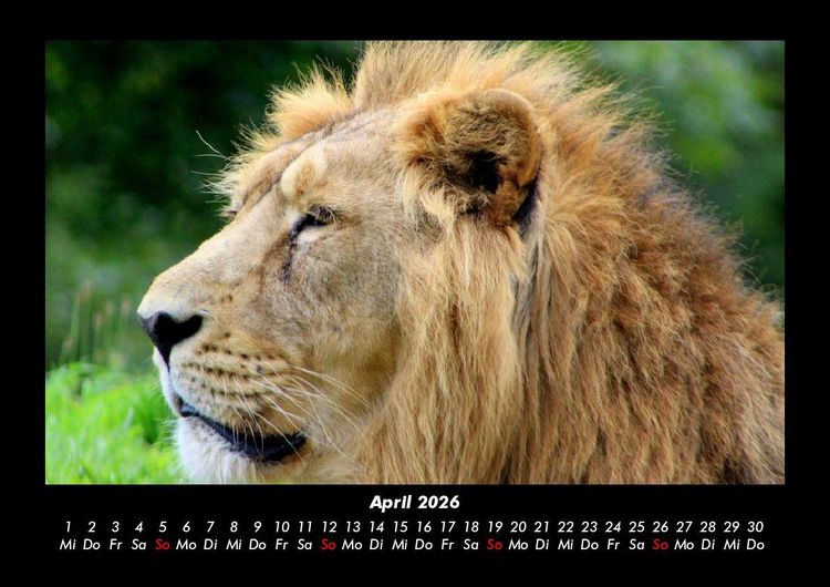 Produktbild: L&ouml;wen in der Wildnis 2026 Fotokalender DIN A3