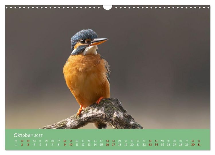 Produktbild: Alcedo atthis. Der Eisvogel (Wandkalender 2027 DIN A3 quer), CALVENDO Monatskalender