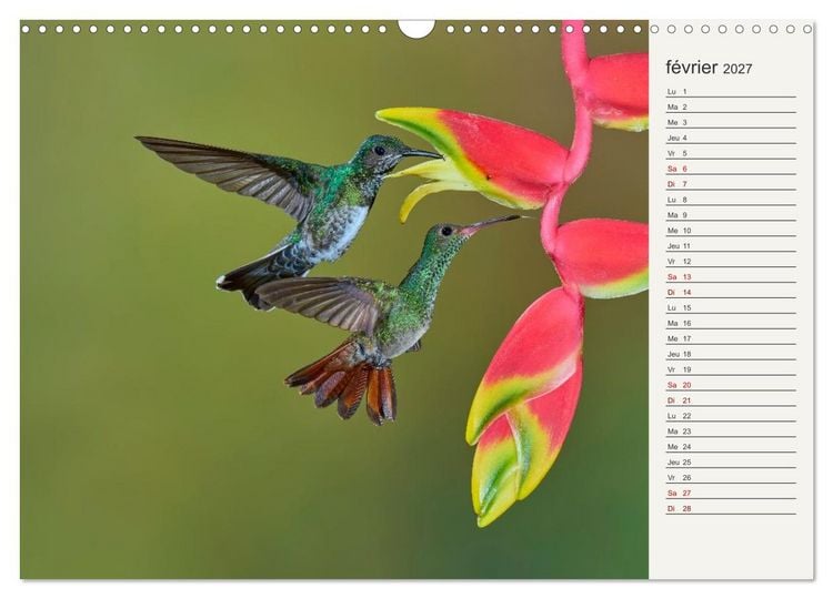 Produktbild: Colibris &ndash; &eacute;clats de nature (Calendrier mural 2027 DIN A3 vertical), CALVENDO calendrier mensuel