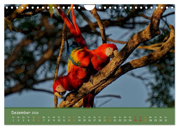 Produktbild: Hellrote Aras (Wandkalender 2026 DIN A4 quer), CALVENDO Monatskalender