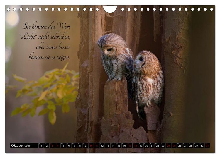 Produktbild: der Waldkauz - Strix Aluco (Wandkalender 2026 DIN A4 quer), CALVENDO Monatskalender