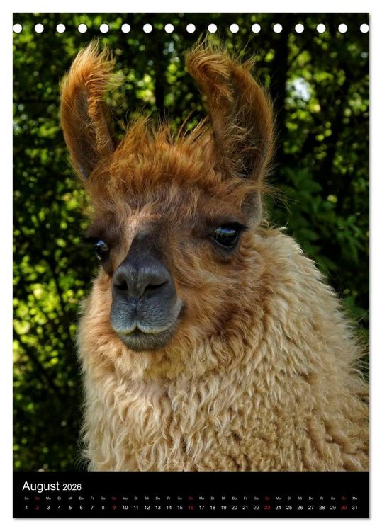 Produktbild: LAMAS (Tischkalender 2026 DIN A5 hoch), CALVENDO Monatskalender