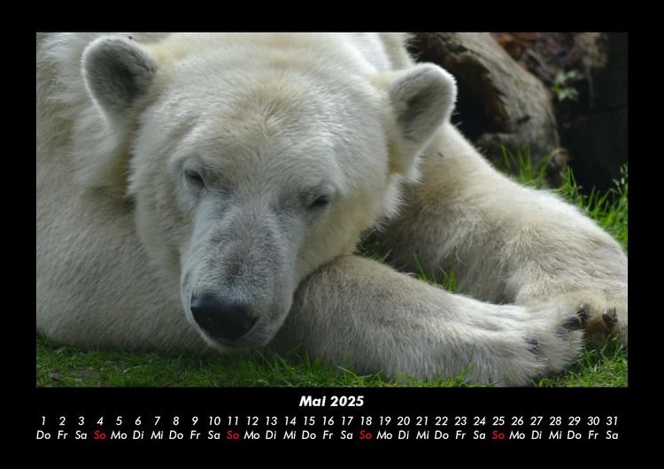 Produktbild: Pinguine & Eisb&auml;ren 2025 Fotokalender DIN A3