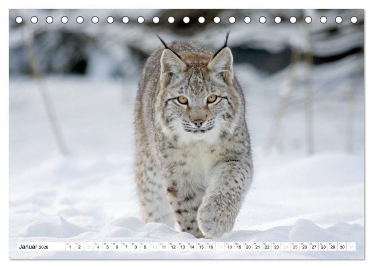 Produktbild: Tiermomente (Tischkalender 2026 DIN A5 quer), CALVENDO Monatskalender