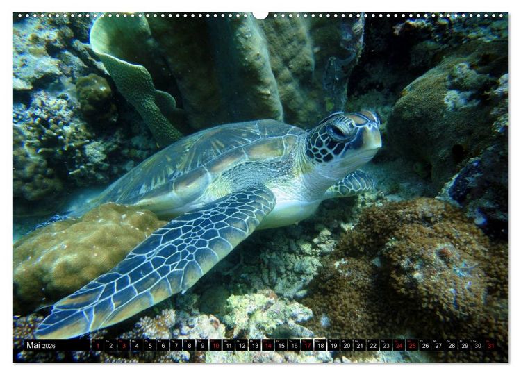 Produktbild: Fische und Meerestiere (hochwertiger Premium Wandkalender 2026 DIN A2 quer), Kunstdruck in Hochglanz