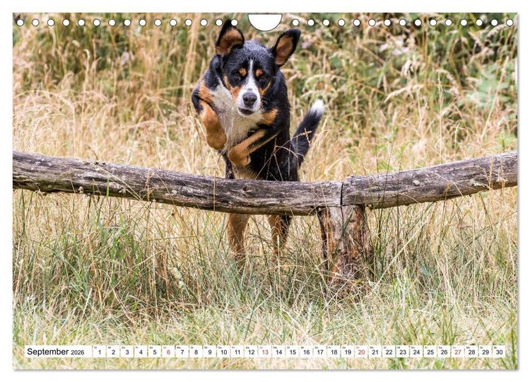 Produktbild: Gro&szlig;er Schweizer Sennenhund (Wandkalender 2026 DIN A4 quer), CALVENDO Monatskalender