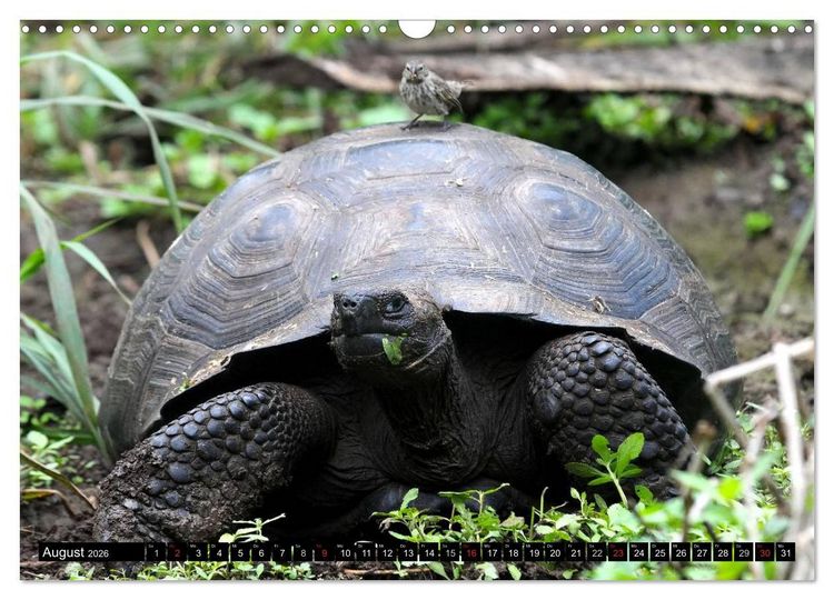 Produktbild: Galapagos Archipel- Faszination Tierwelt (Wandkalender 2026 DIN A3 quer), CALVENDO Monatskalender