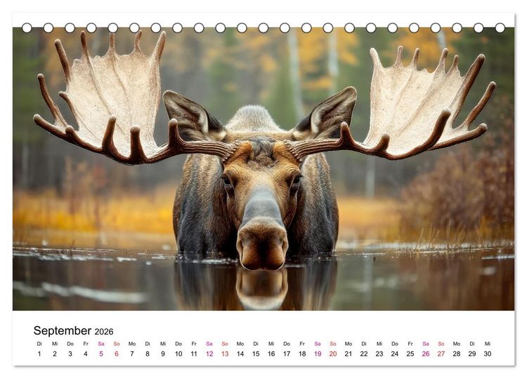 Produktbild: Elche - die Stimme der Wildnis (Tischkalender 2026 DIN A5 quer), CALVENDO Monatskalender