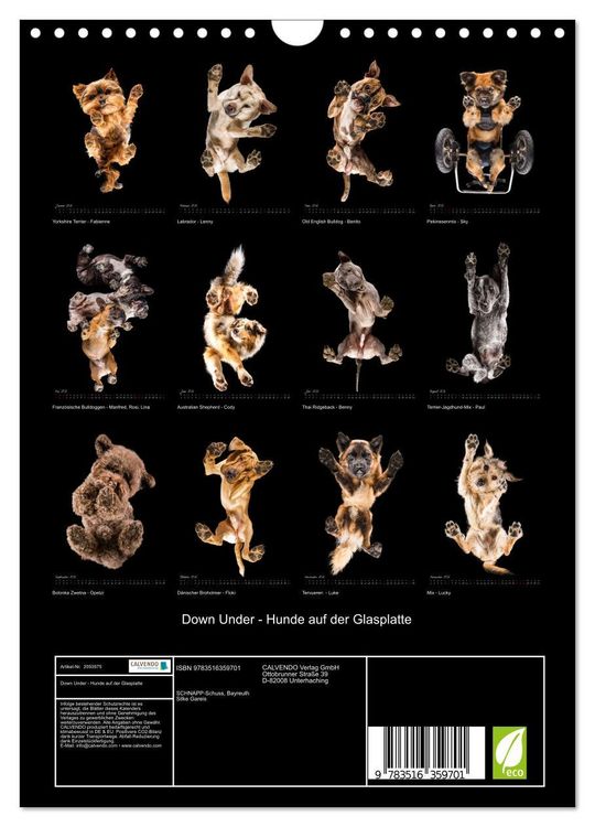 Produktbild: Down Under - Hunde auf der Glasplatte (Wandkalender 2026 DIN A4 hoch), CALVENDO Monatskalender