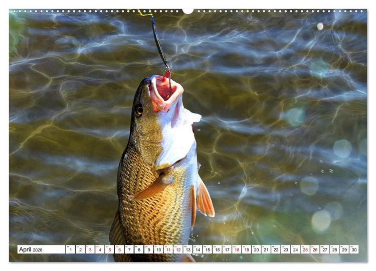 Produktbild: Anglergl&uuml;ck - den Fisch am Haken (Wandkalender 2026 DIN A2 quer), CALVENDO Monatskalender