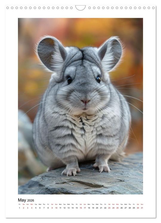 Produktbild: Chinchilla Parade (Wall Calendar 2026 DIN A3 portrait), CALVENDO 12 Month Wall Calendar
