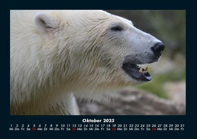Produktbild: Pinguine & Eisb&auml;ren 2025 Fotokalender DIN A4