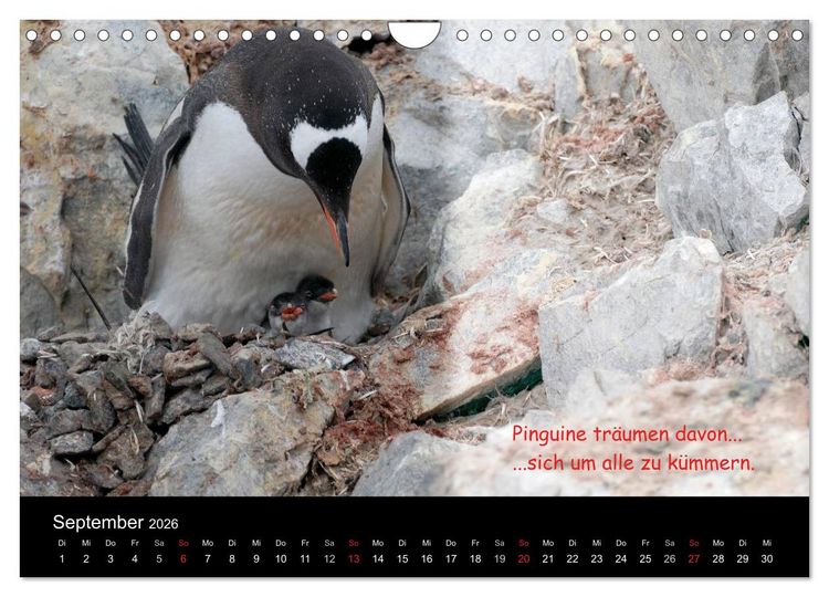 Produktbild: Wovon Pinguine tr&auml;umen (Wandkalender 2026 DIN A4 quer), CALVENDO Monatskalender