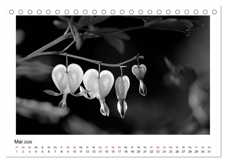 Produktbild: Die grafische Sch&ouml;nheit der Pflanzen &ndash; Schwarz-Wei&szlig; (Tischkalender 2026 DIN A5 quer), CALVENDO Monatskalender